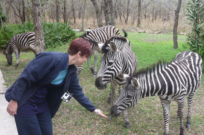 Feeding zebras